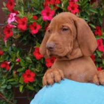 Gubacs, pale yellow Vizsla Húngaro en venta