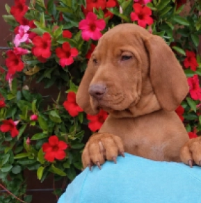 Hungarian Vizsla puppy for sale