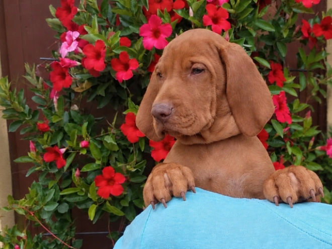 Hungarian Vizsla puppy for sale