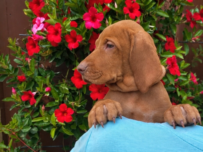 Hungarian Vizsla puppy for sale