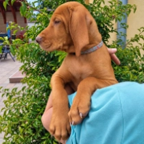Bandit, pale yellow Vizsla Húngaro en venta