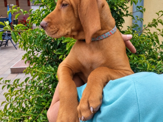 Hungarian Vizsla puppy for sale