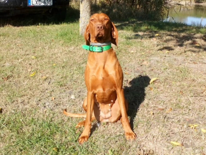 Perros Vizsla Húngaro en venta