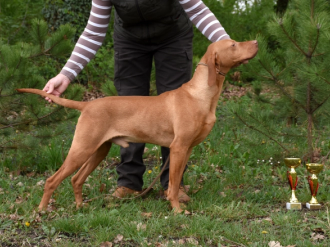Perros Vizsla Húngaro en venta