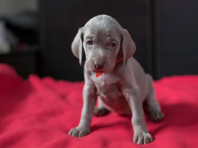Weimaraner puppy for sale