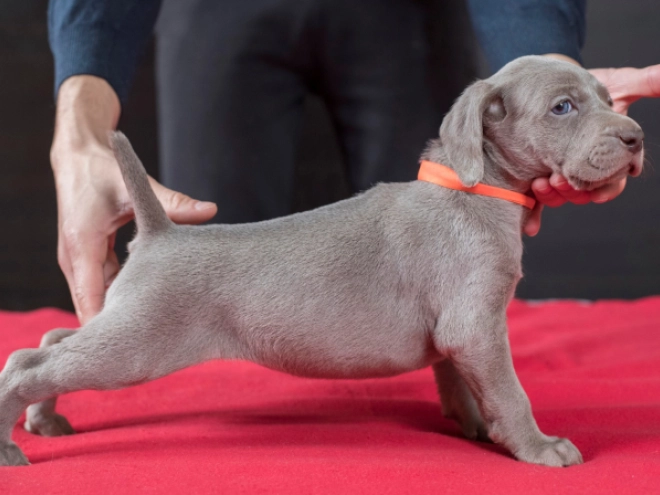 Weimaraner puppy for sale