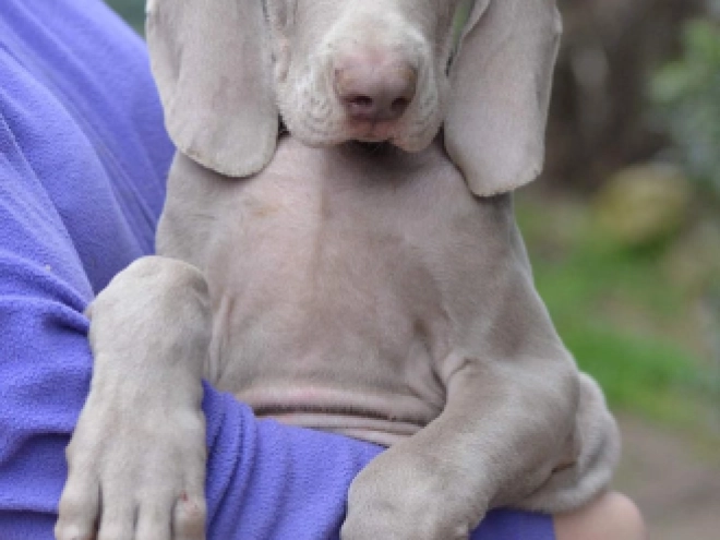 Weimaraner puppy for sale