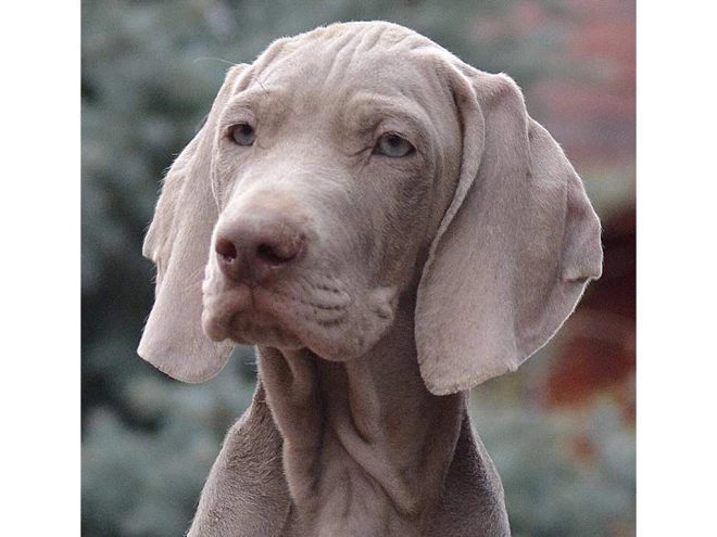 Weimaraner puppy for sale