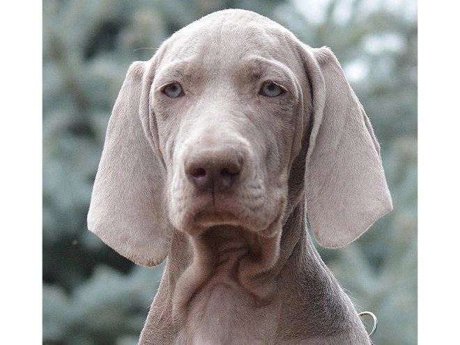 Weimaraner puppy for sale
