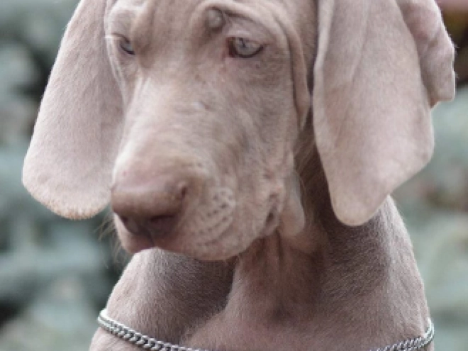 Weimaraner puppy for sale