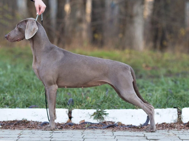 Weimaraner puppy for sale