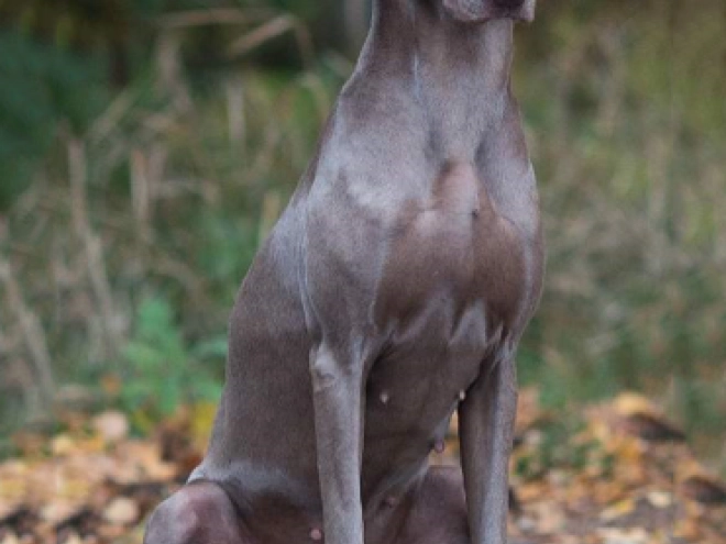 Weimaraner puppy for sale
