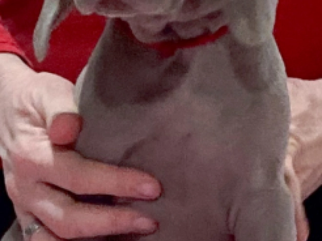 Weimaraner Welpe zu verkaufen