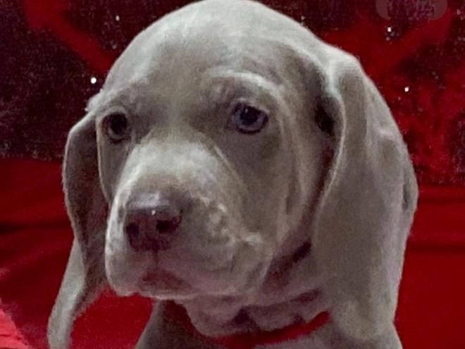 Weimaraner Welpe zu verkaufen