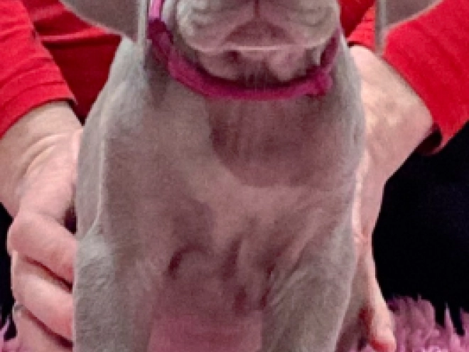 Weimaraner Welpe zu verkaufen