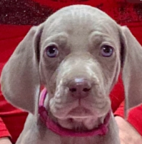 Weimaraner Welpe zu verkaufen