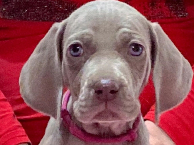 Weimaraner Welpe zu verkaufen