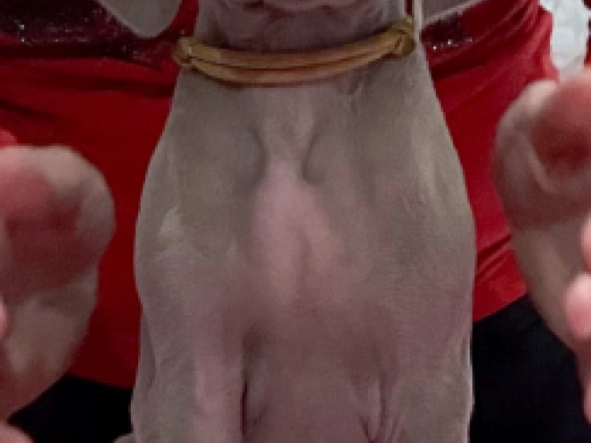 Weimaraner Welpe zu verkaufen