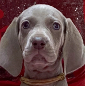 Weimaraner Welpe zu verkaufen