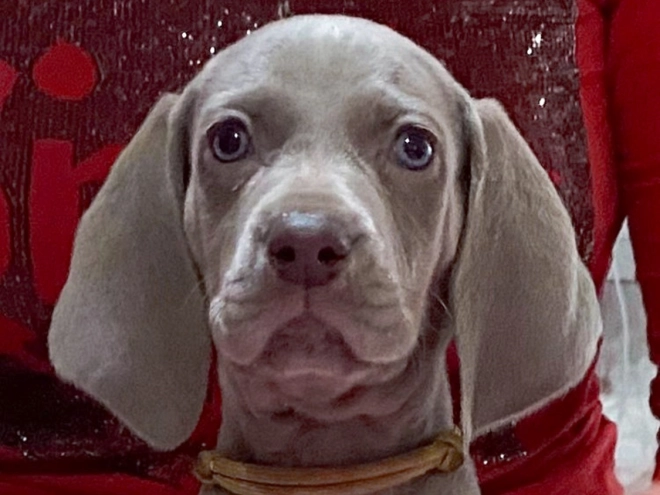 Weimaraner Welpe zu verkaufen