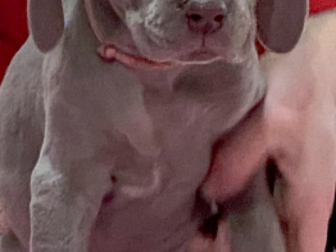 Weimaraner Welpe zu verkaufen