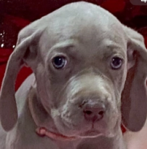 Weimaraner Welpe zu verkaufen