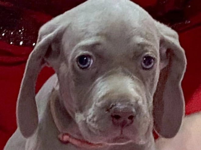 Weimaraner Welpe zu verkaufen
