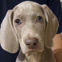 Kelly, grey Weimaraner Welpen kaufen