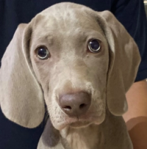 Weimaraner puppy for sale