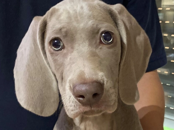 Weimaraner puppy for sale