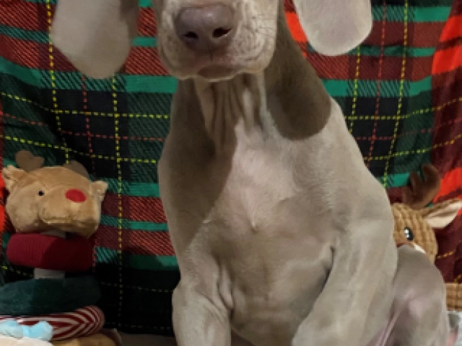 Weimaraner puppy for sale