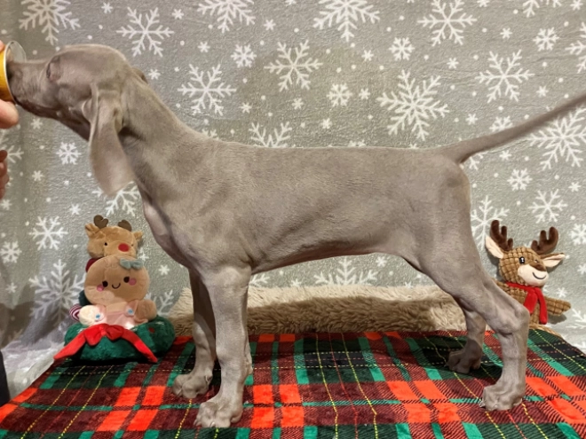 Weimaraner puppy for sale