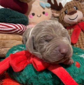 Perros Weimaraner en venta