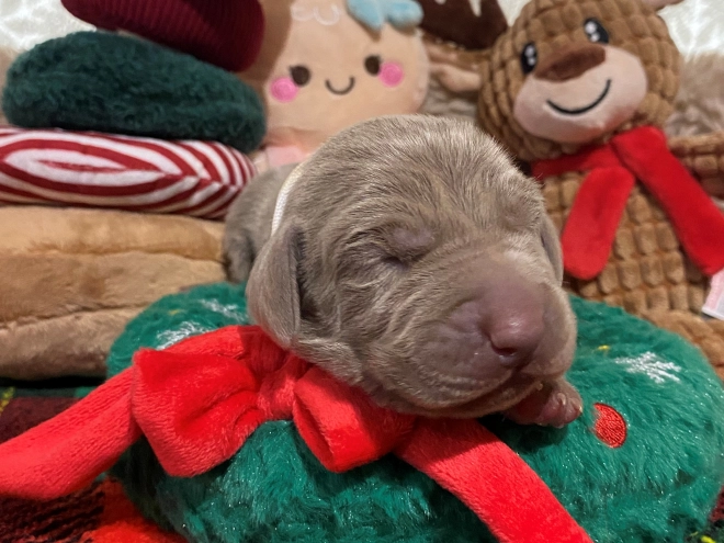 Perros Weimaraner en venta