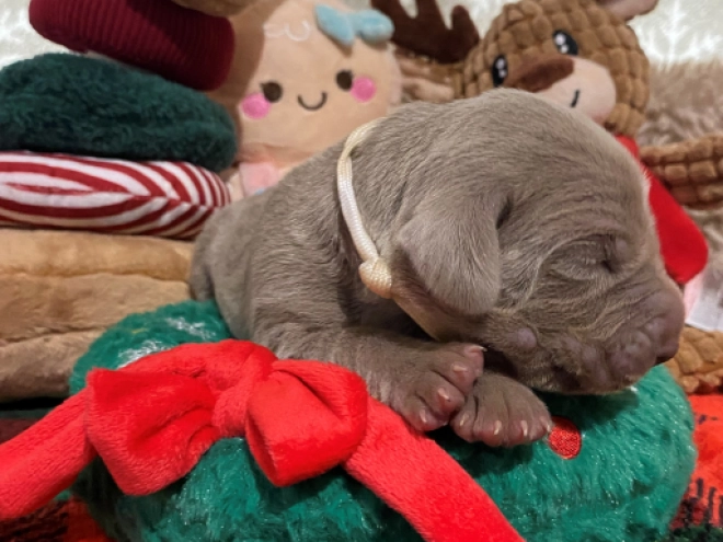 Perros Weimaraner en venta