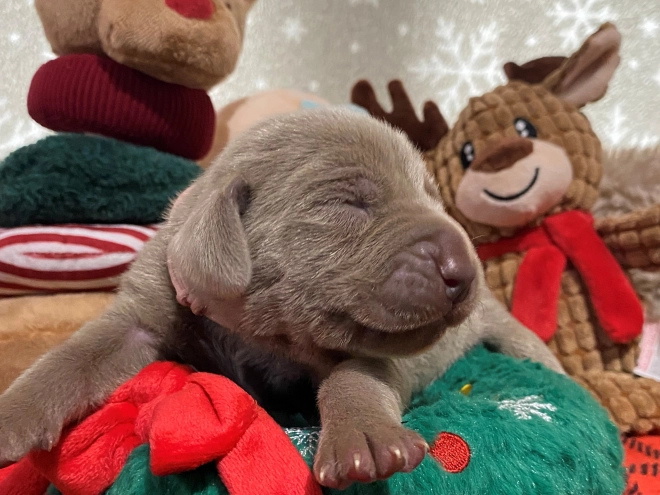 Perros Weimaraner en venta