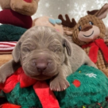 Edelweiss, grey Weimaraner Welpen kaufen