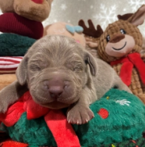 Perros Weimaraner en venta