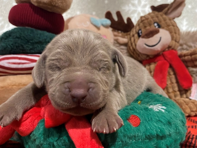 Perros Weimaraner en venta