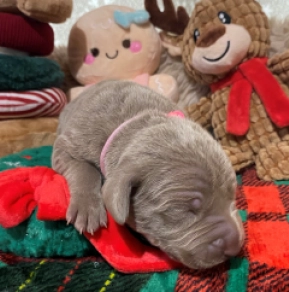 Perros Weimaraner en venta