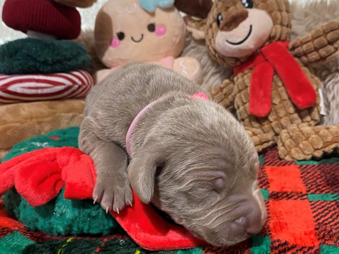 Perros Weimaraner en venta