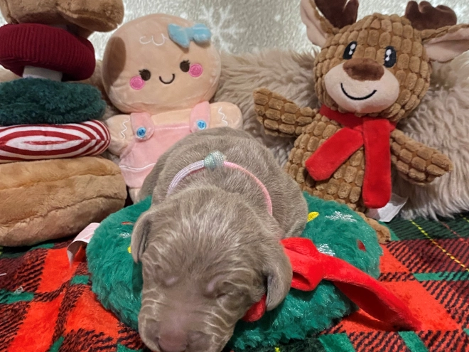 Perros Weimaraner en venta