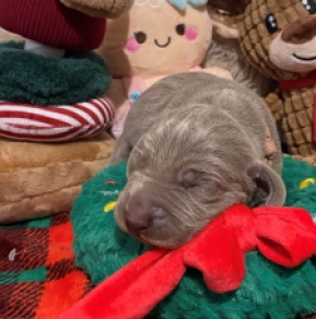 Perros Weimaraner en venta