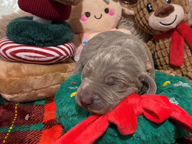 Perros Weimaraner en venta