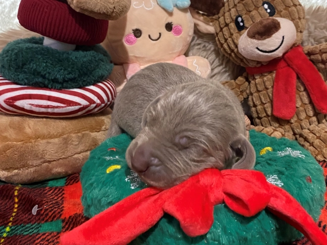 Perros Weimaraner en venta