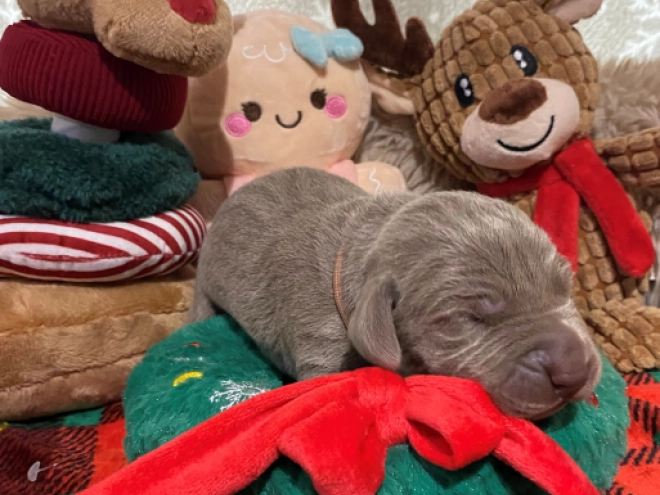 Perros Weimaraner en venta