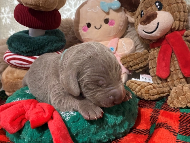 Perros Weimaraner en venta