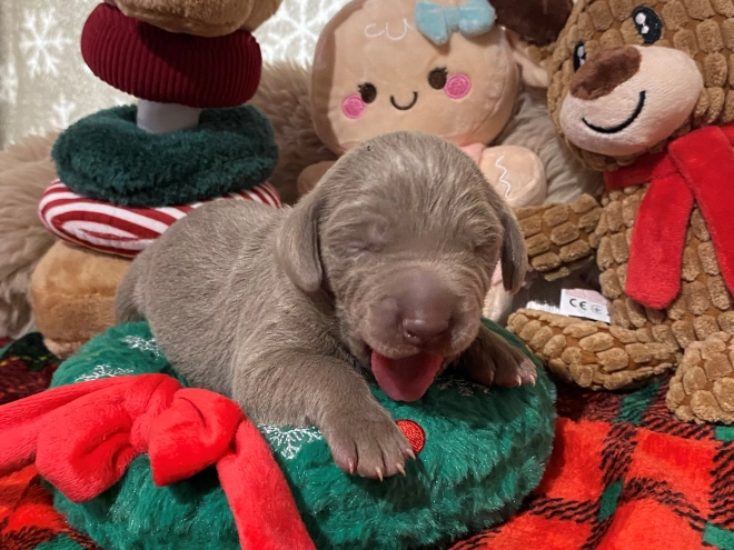 Perros Weimaraner en venta