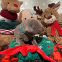 Erfurt, grey Weimaraner Welpen kaufen