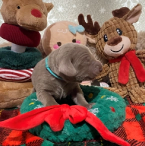 Perros Weimaraner en venta
